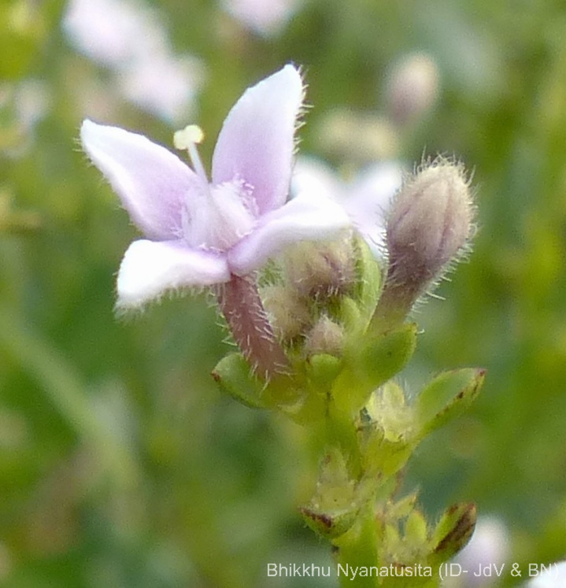Knoxia spicata (Thwaites ex Trimen) Ridsdale